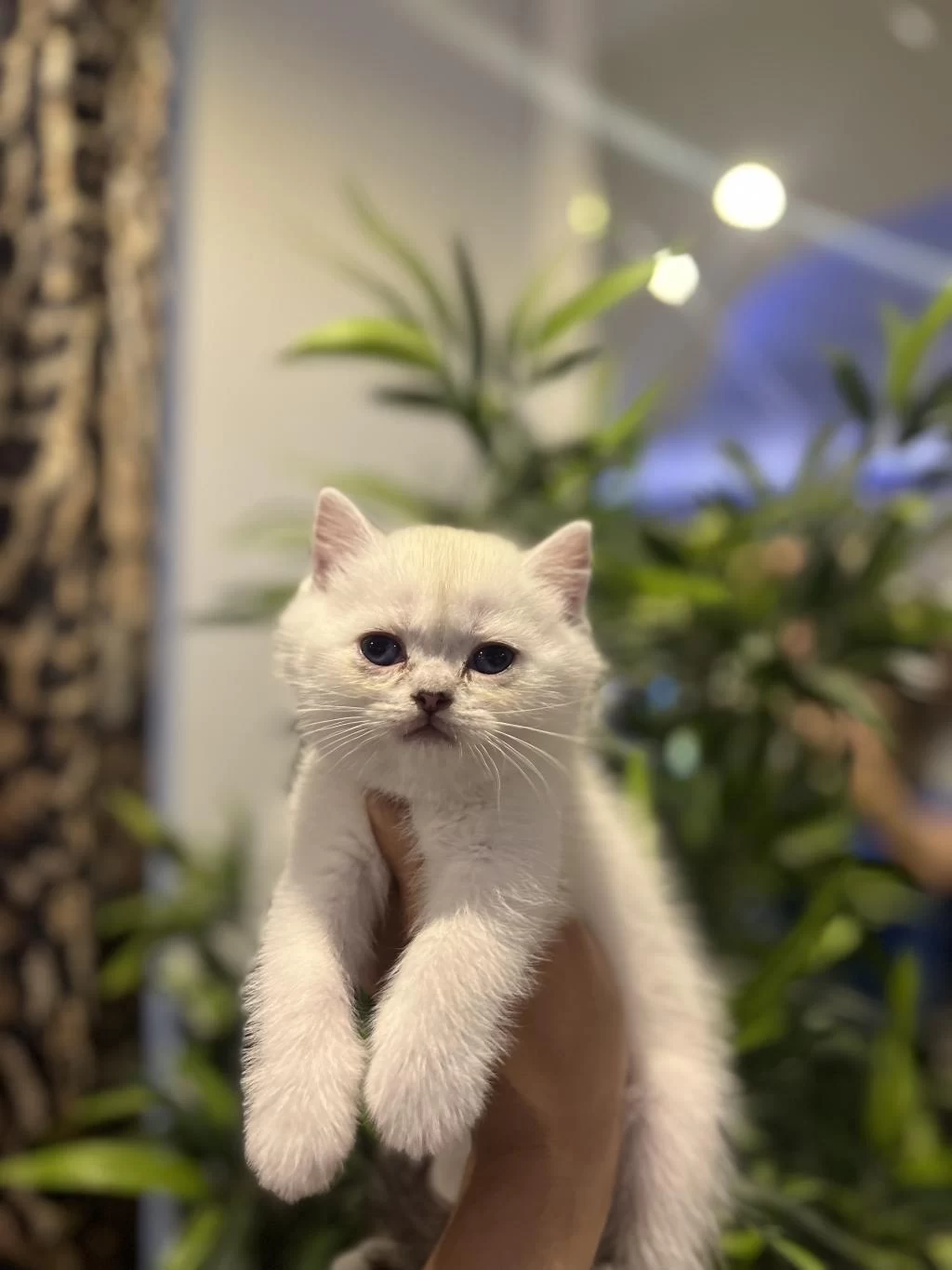 British Shorthair Silver Point Yavrularim