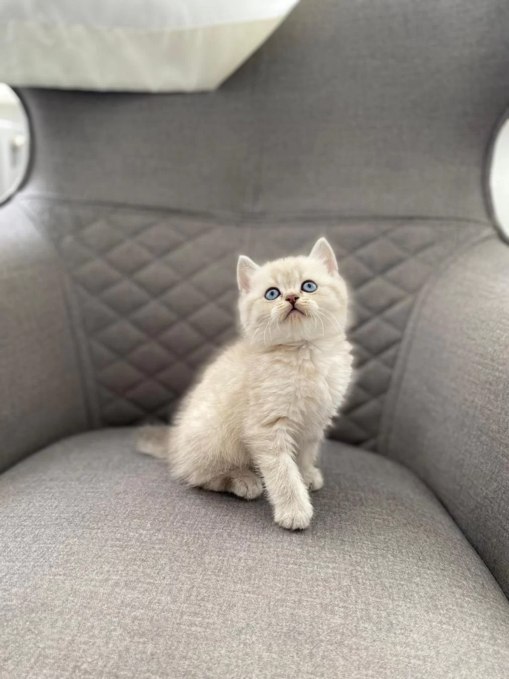 British Shorthair Silver Yavrularim