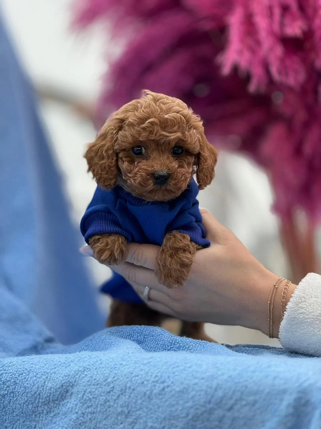 Toy Poodle Bebek Köpeklerimiz