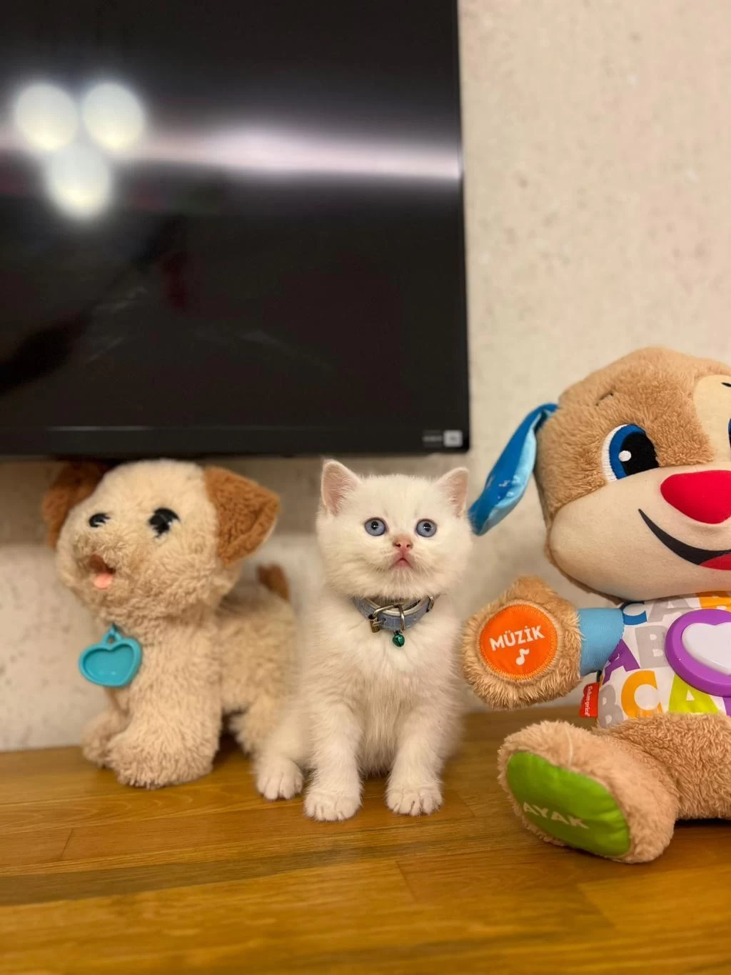 British Shorthair Red Point Yavrularim