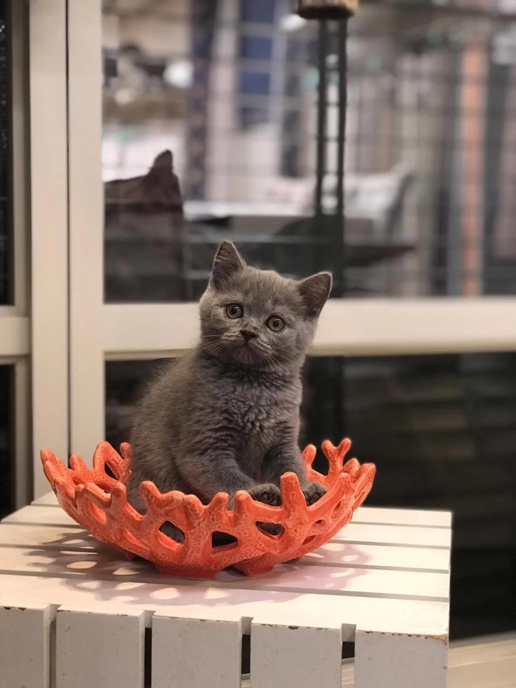 Blue British Shorthair Yavrularim