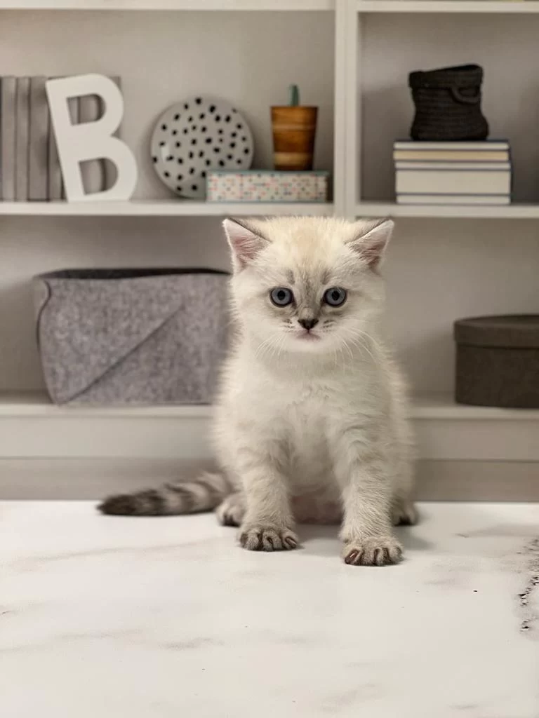 Show Kalite British Shorthair Yavrularim