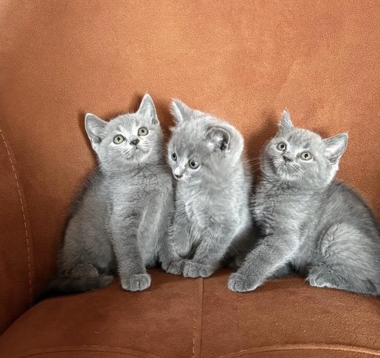 British Shorthair Blue Yavrularim