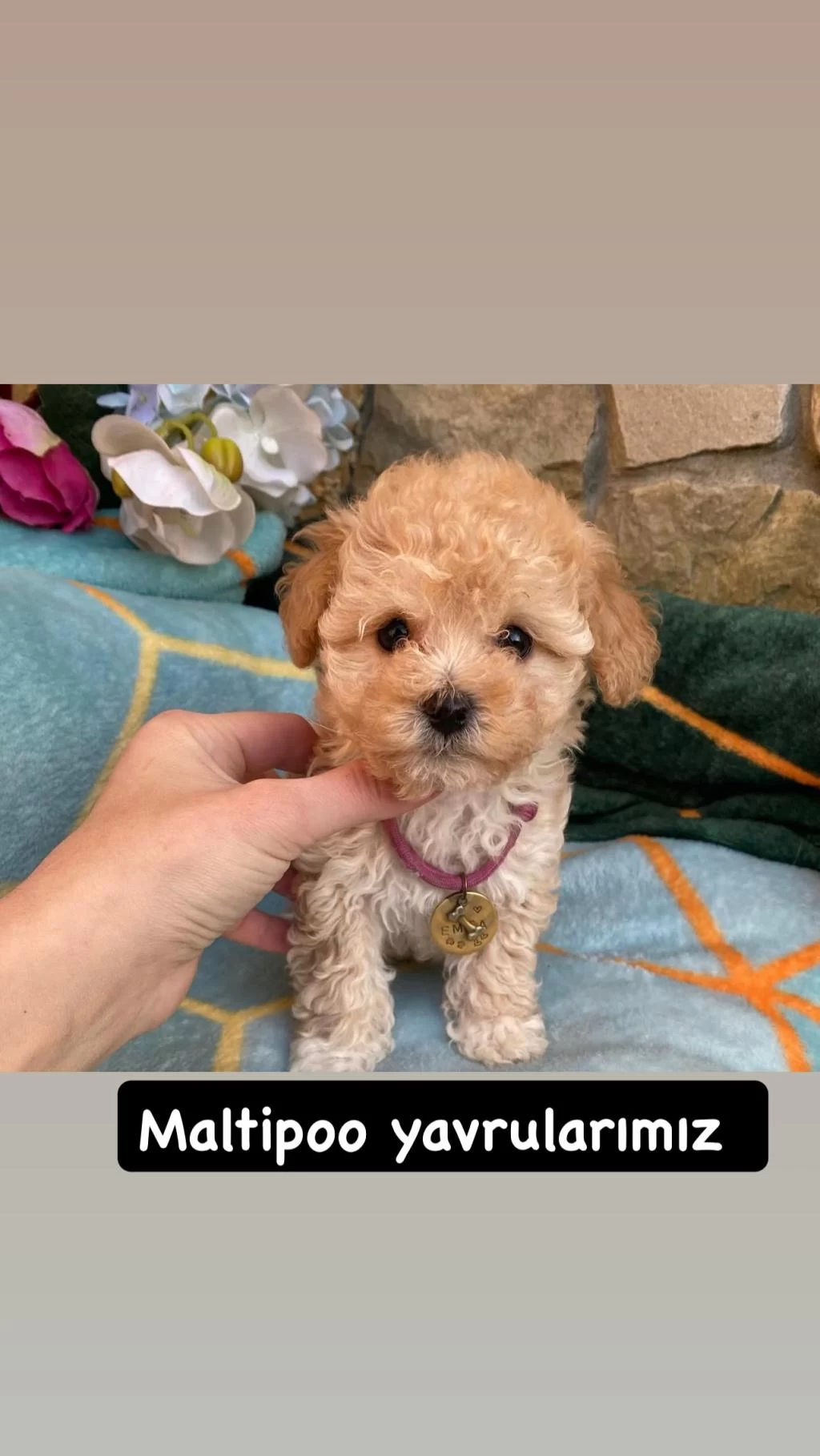 Maltipoo Yavrularımız