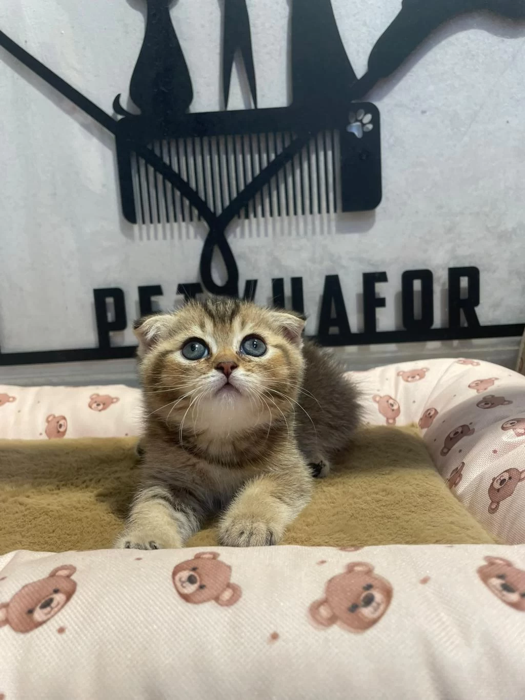 Golden Tabby Scottish Fold Erkeğim