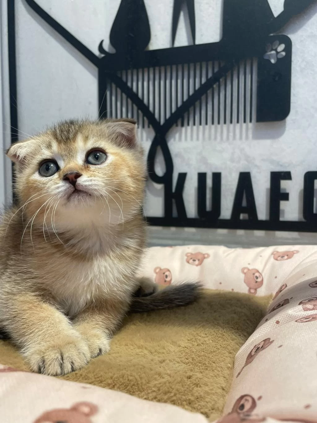 Golden Tabby Scottish Fold Bebeğim