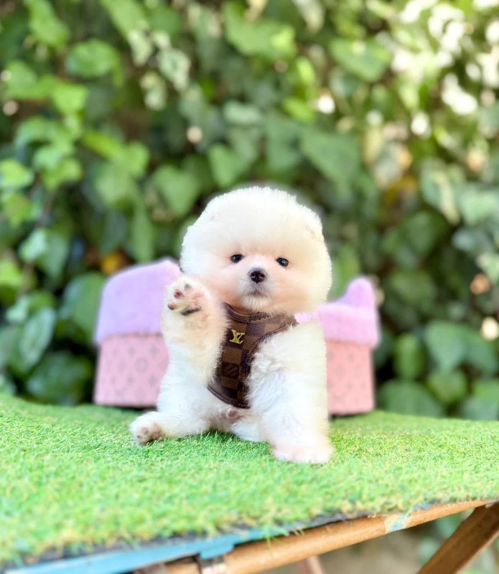 Safkan Pomeranian Boo Yavrularımız