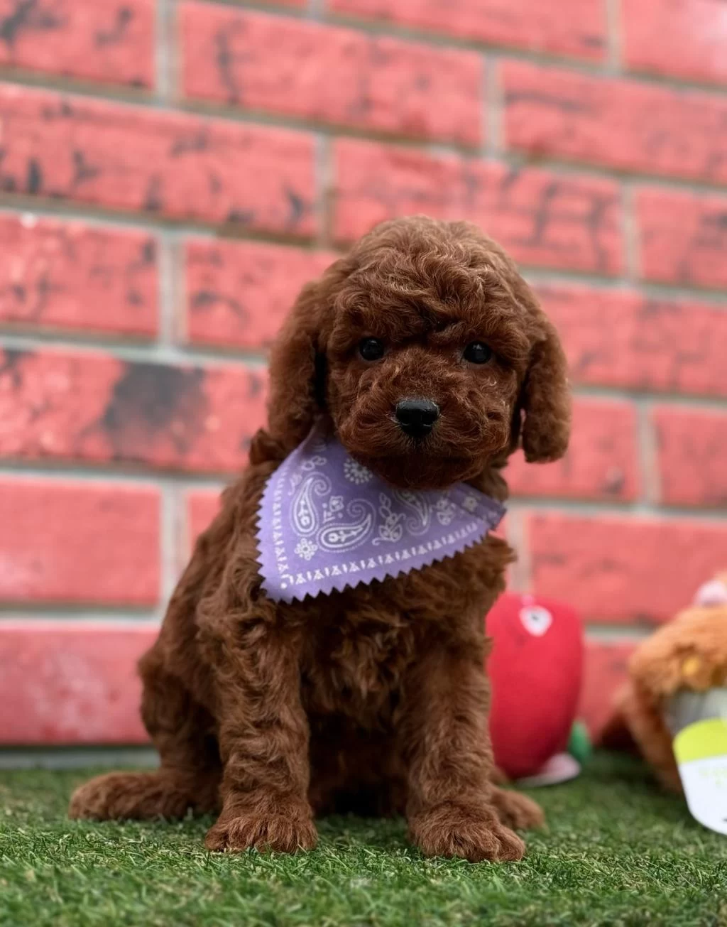 Safkan Toy Poodle Bebekler