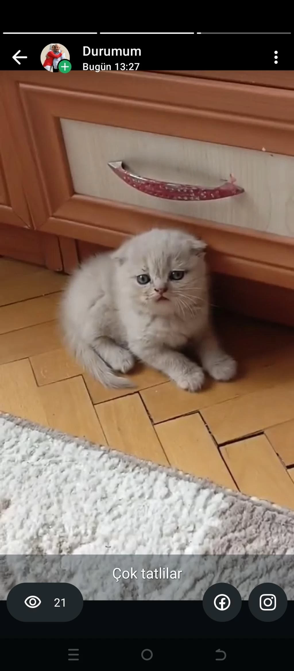 İran Ve Longhair Yavruları Açıklamayı Okuyunuz