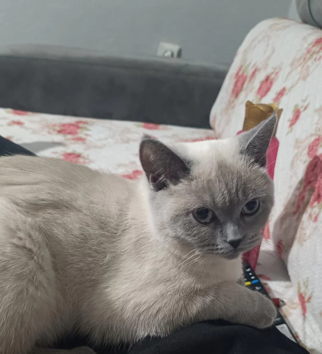10 Aylık Bakımlı Ev Kedisi Dişi Blue Point Kedimiz