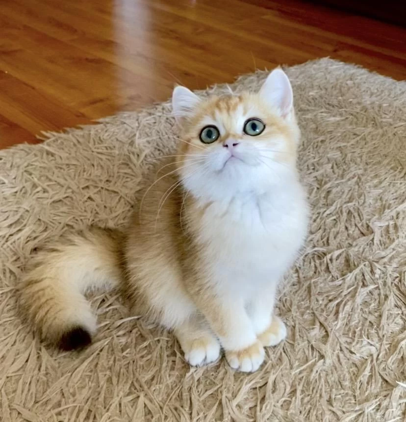Safkan British Shorthair Golden Erkek Yavru