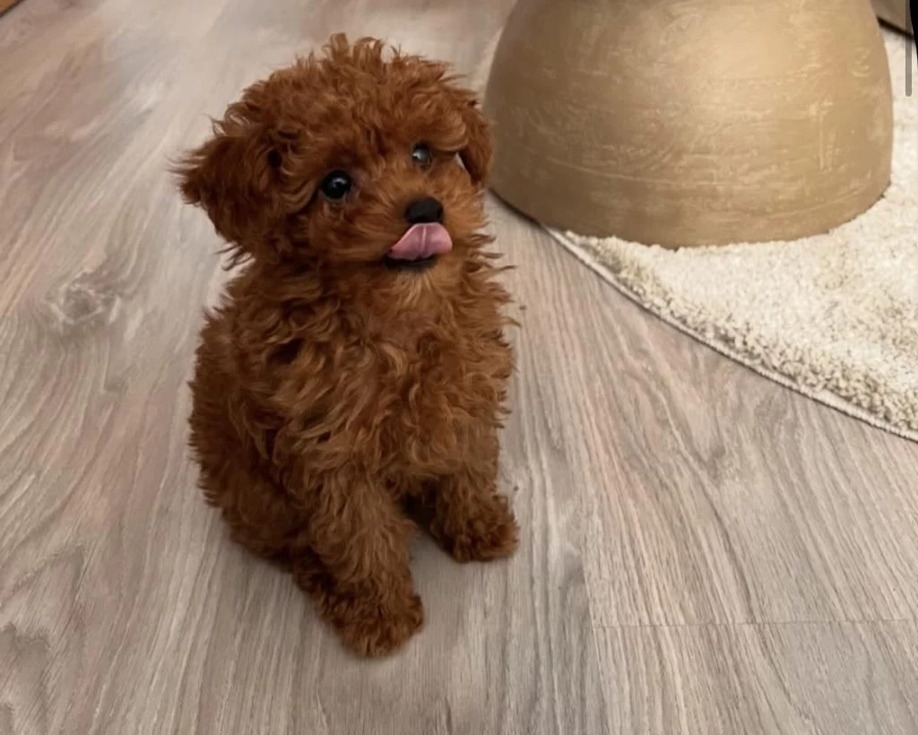Toy Poodle Köpekleri