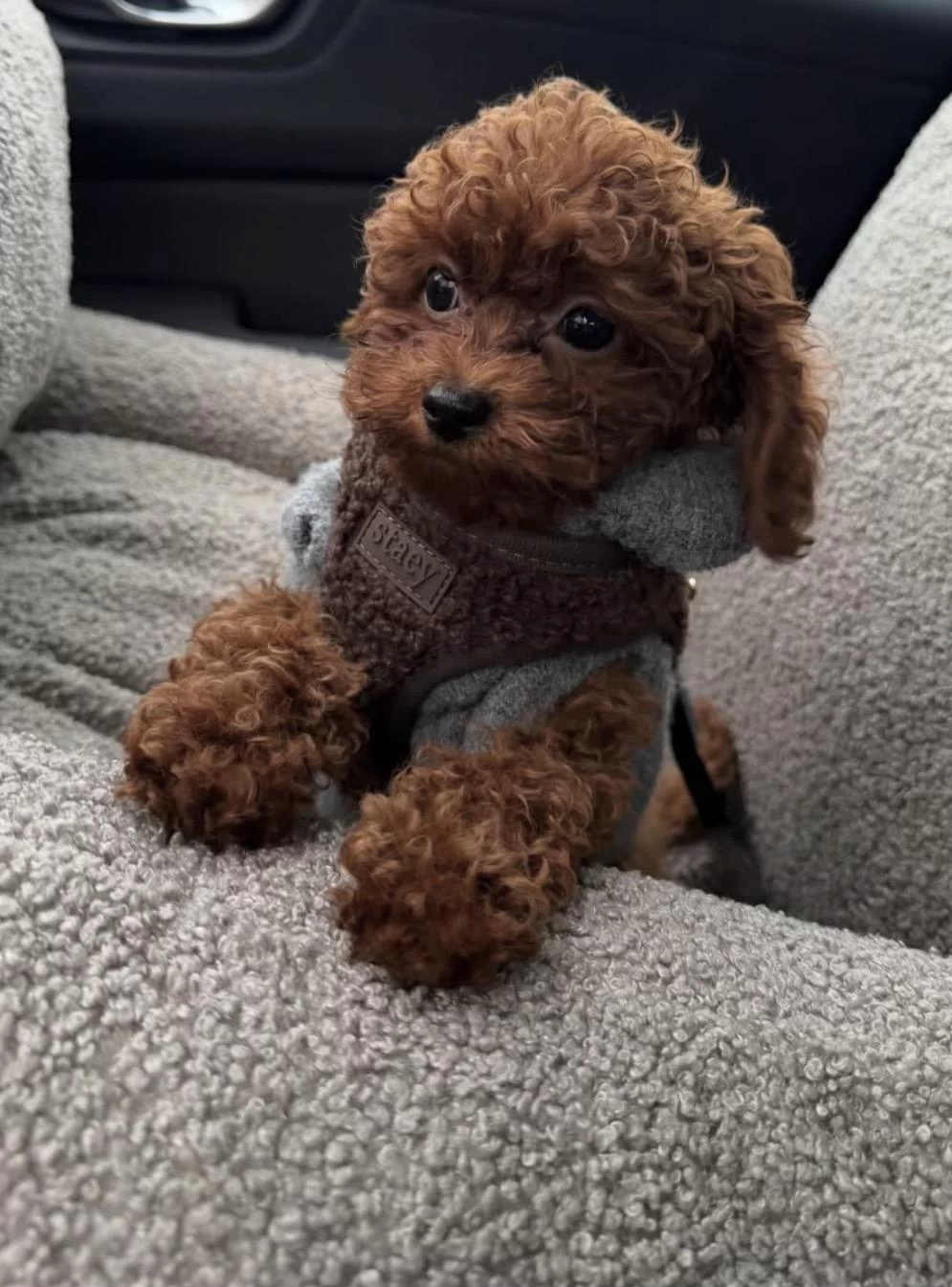 Harika Toy Poodle Yavrusu