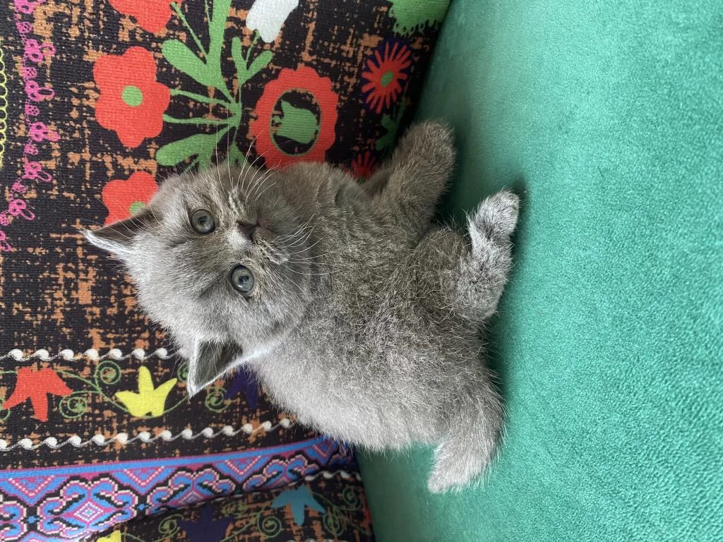 Gri Ayı Kafa Yavru British Shorthair