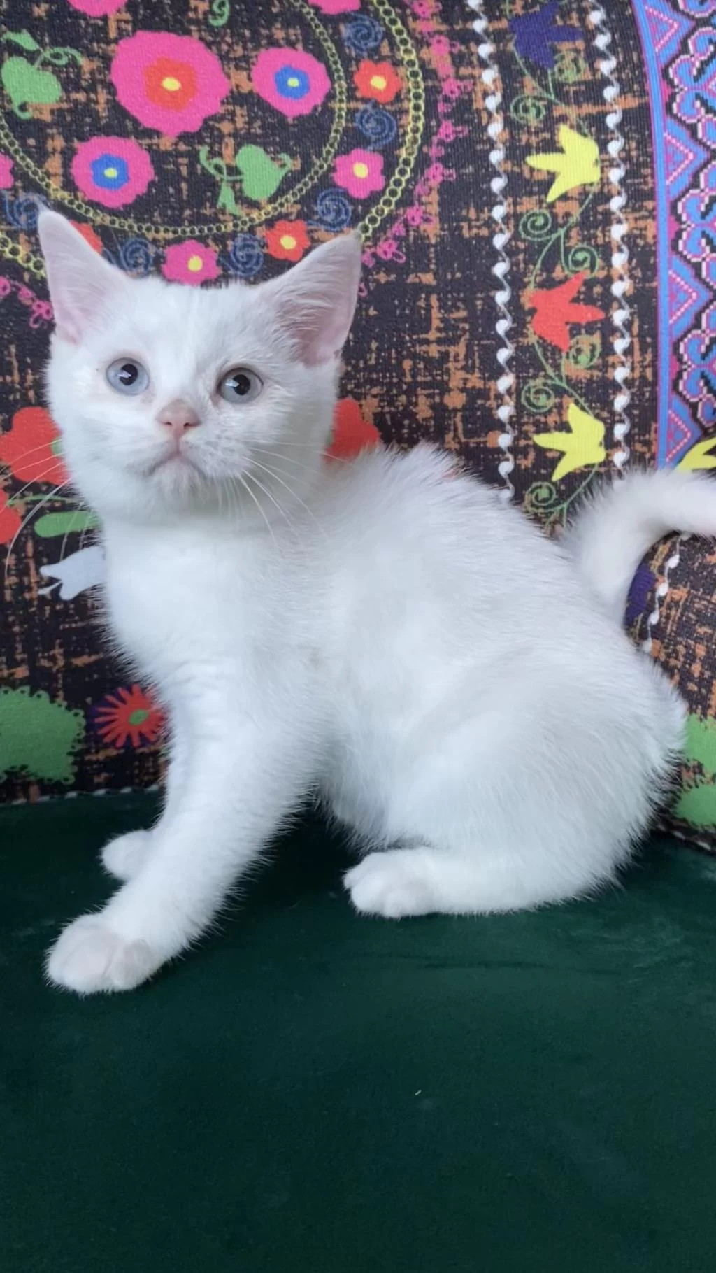 Pamuk Gibi Yavru Kedimiz