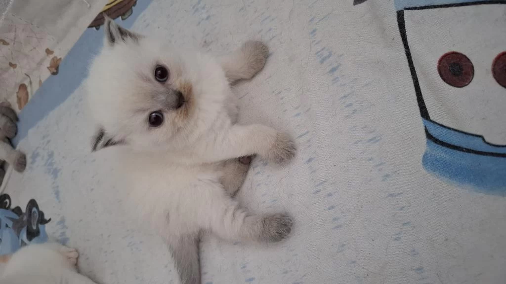 British Shorthair Dişi Yavrumuz