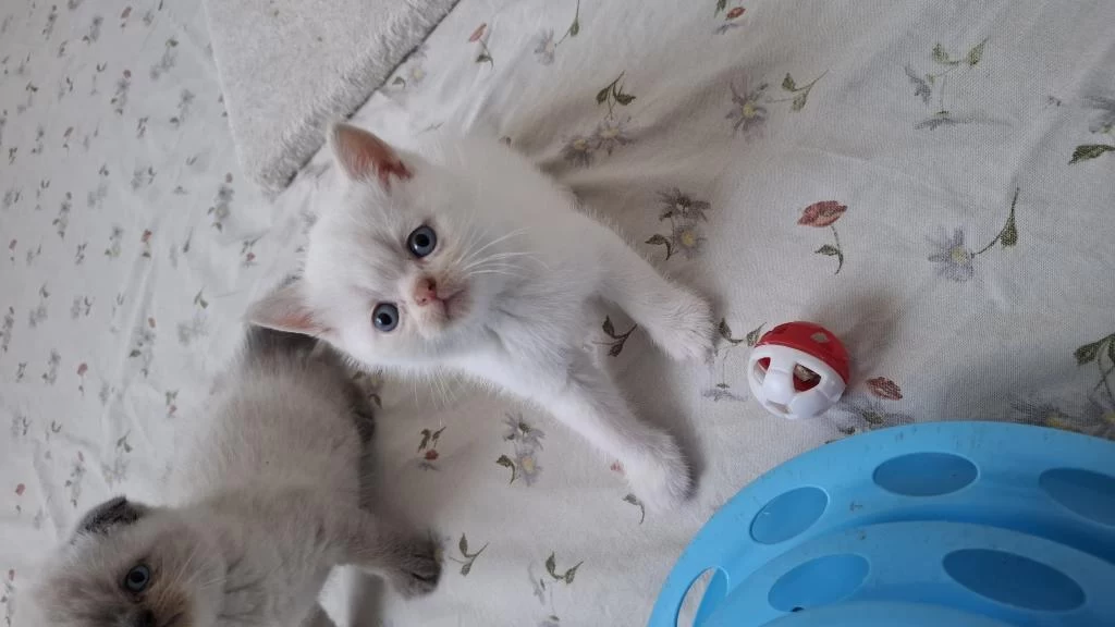 British Shorthair Yavrumuz