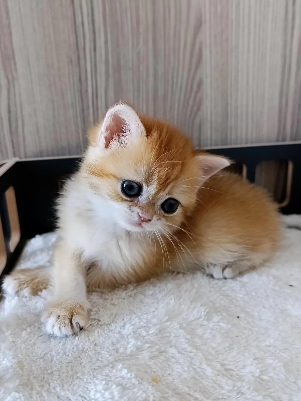 Golden Dişi Yavru British Shorthair