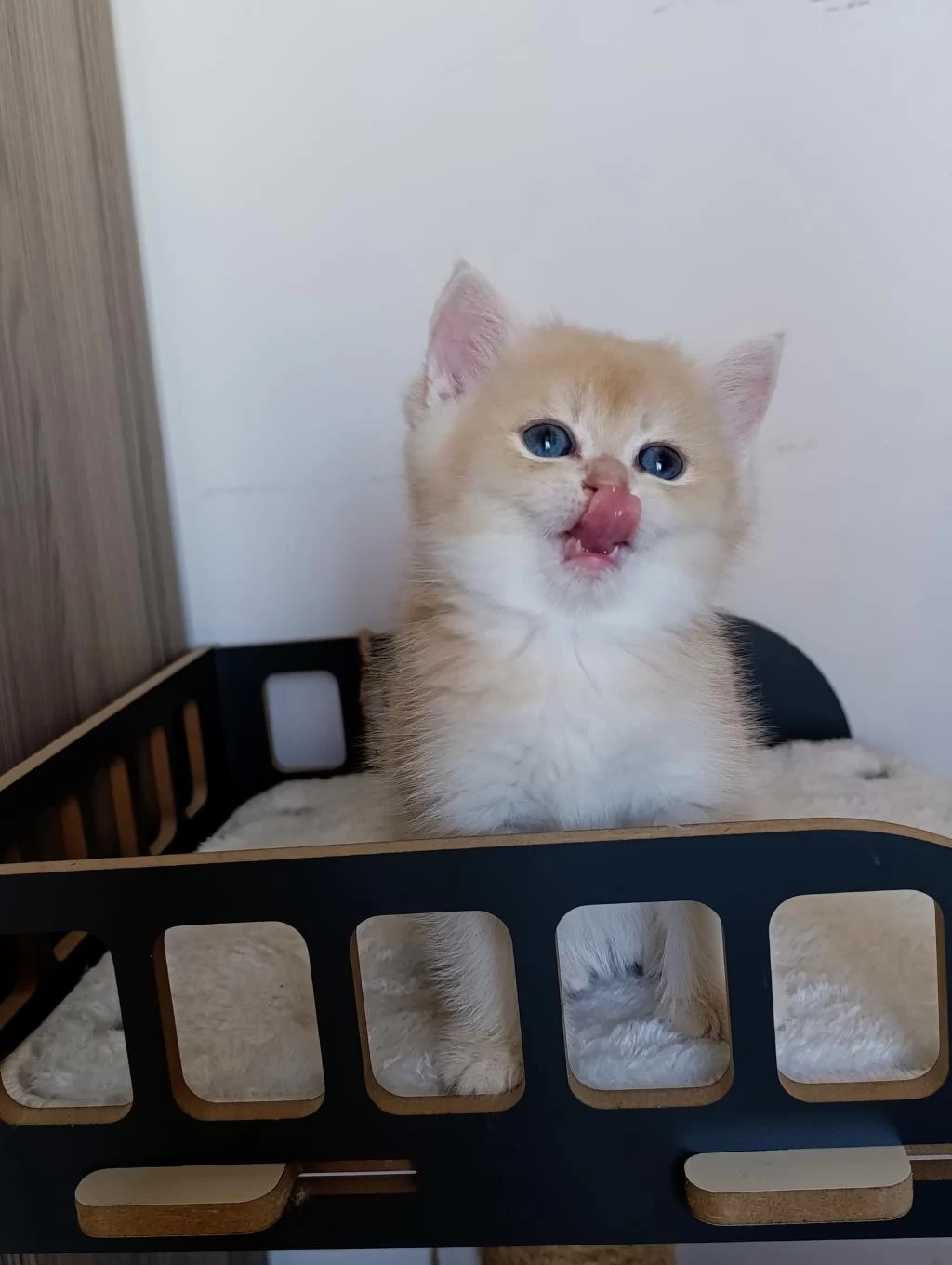 Lilac Golden Erkek British Shorthair Yavru