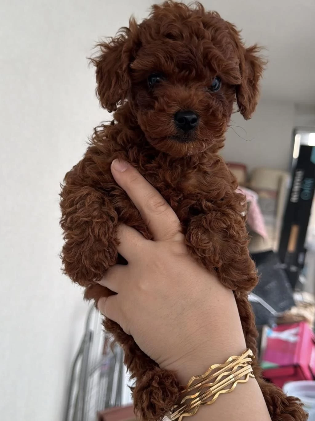 Red Brown Toy Poodle Puppy