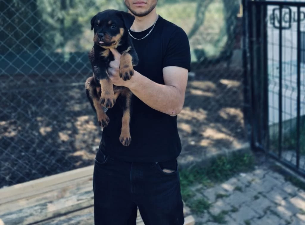 Sağlıklı Rottweiler Yavrumuz