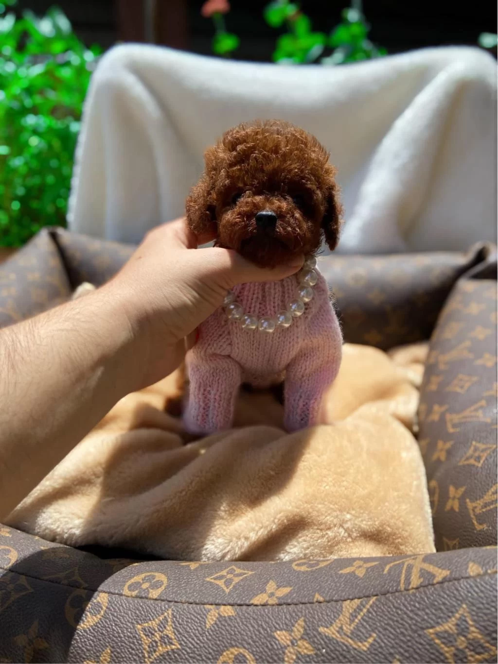 Sevgi Tadında Kore Toy Poodle Bebekler