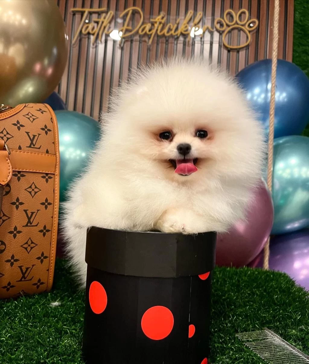 Show Kalite Ayı Surat Pomeranian Yavrularımız