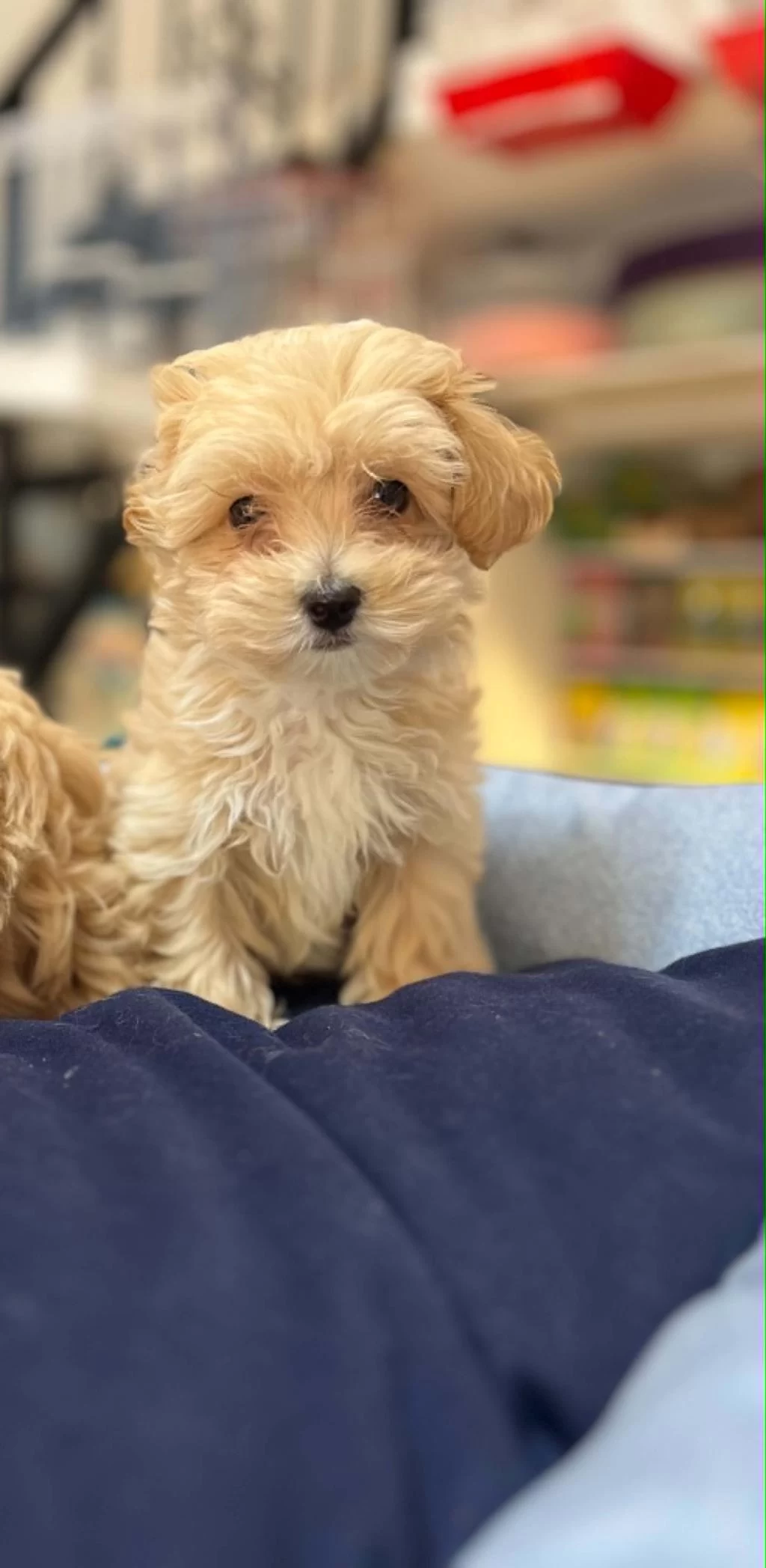 Tüy Dökmeyen Hipoalerjenik Teacup Maltipoo Yavrular