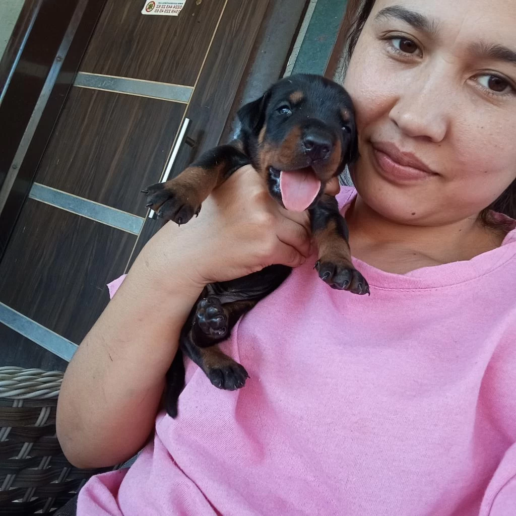 Şecereli Doberman Yavrularımız