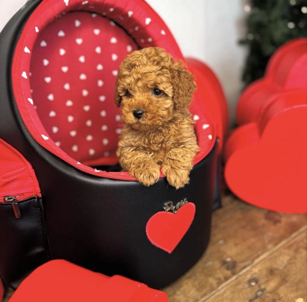 Toy Poodle Bebekleri
