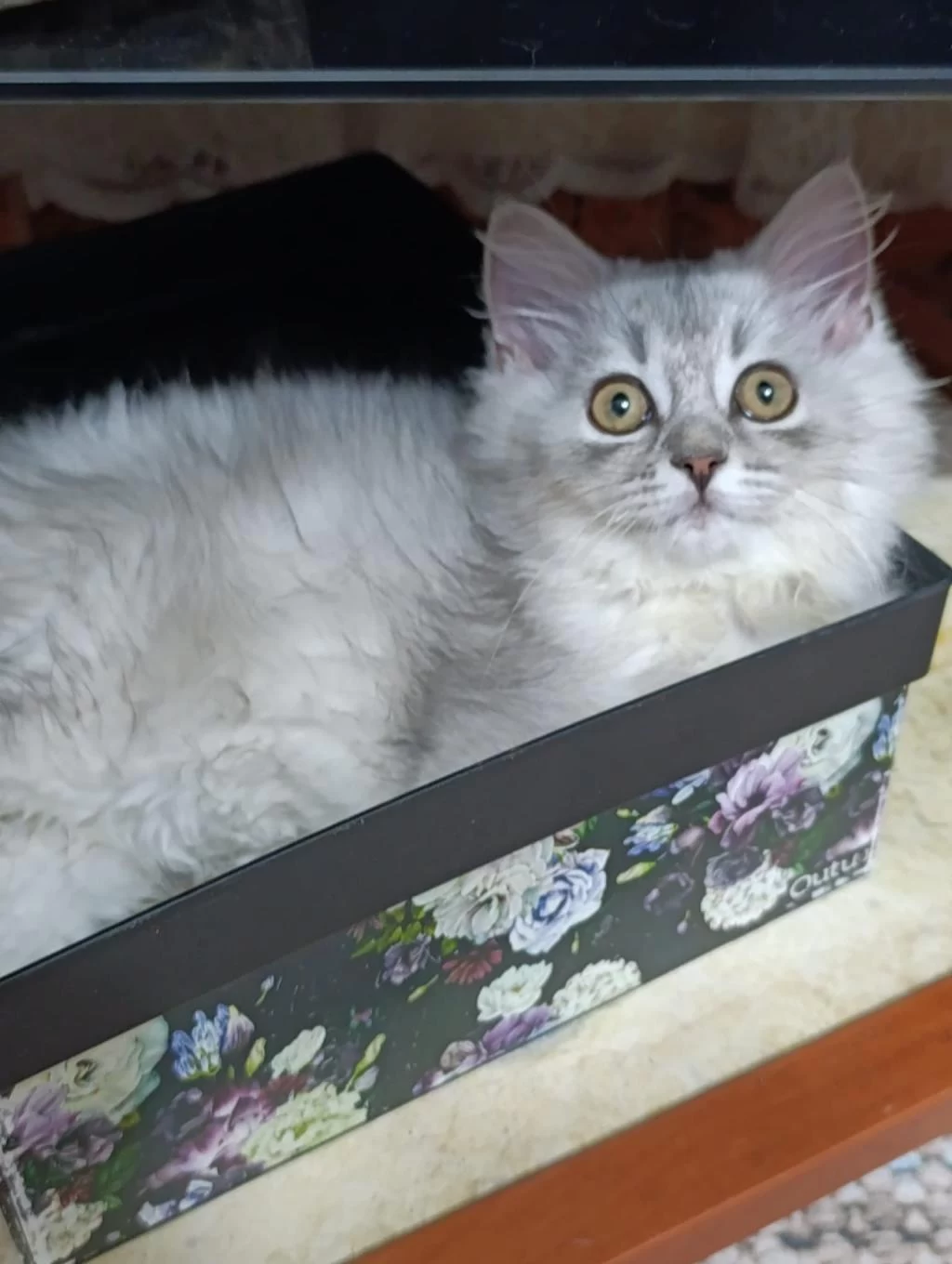 British Longhair Silver Mükemmel Gene Sahipler