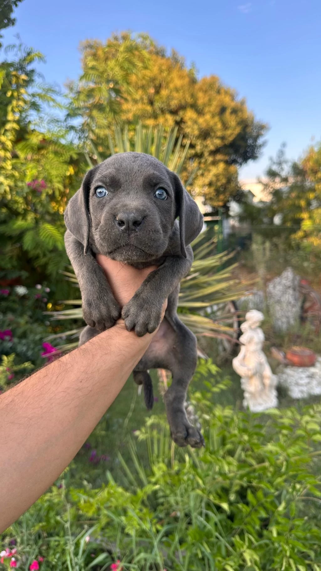 A Scr Cane Corso Yavrularımız