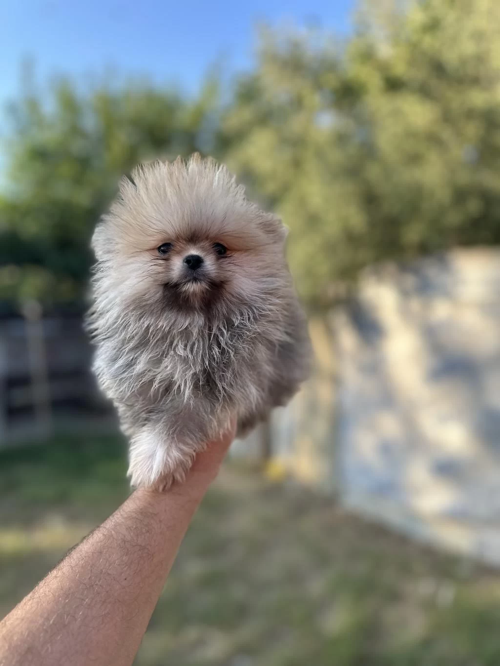 Tea Cup Pomeranian Boo Yavrularımız