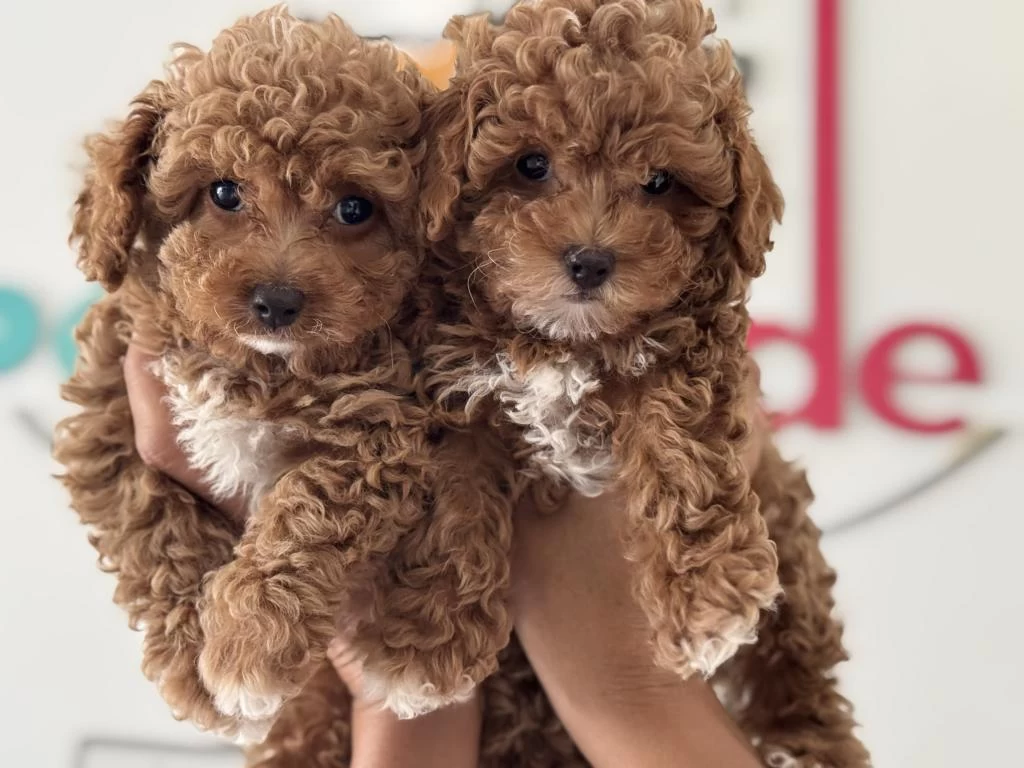 Petmode Köpek Çiftliğinde Ziyarete Açık Maltipoo