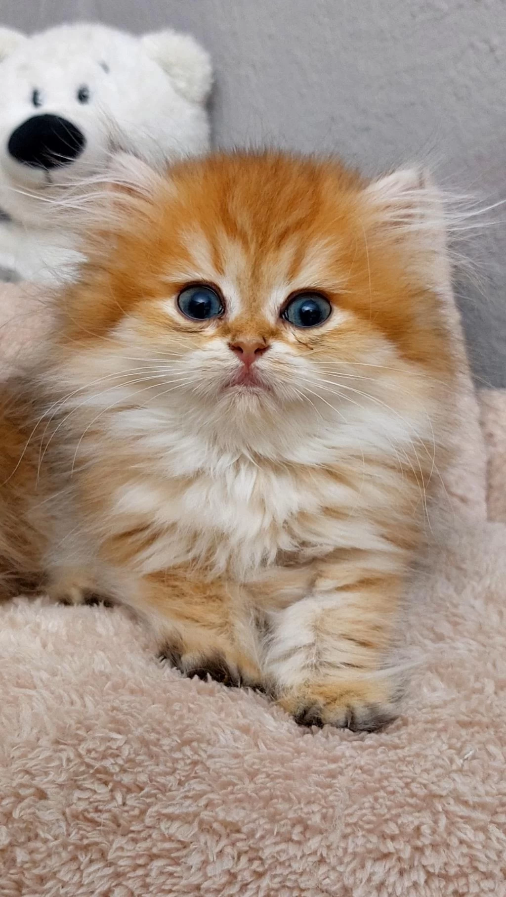 British Longhair 2 Aylık Dişi