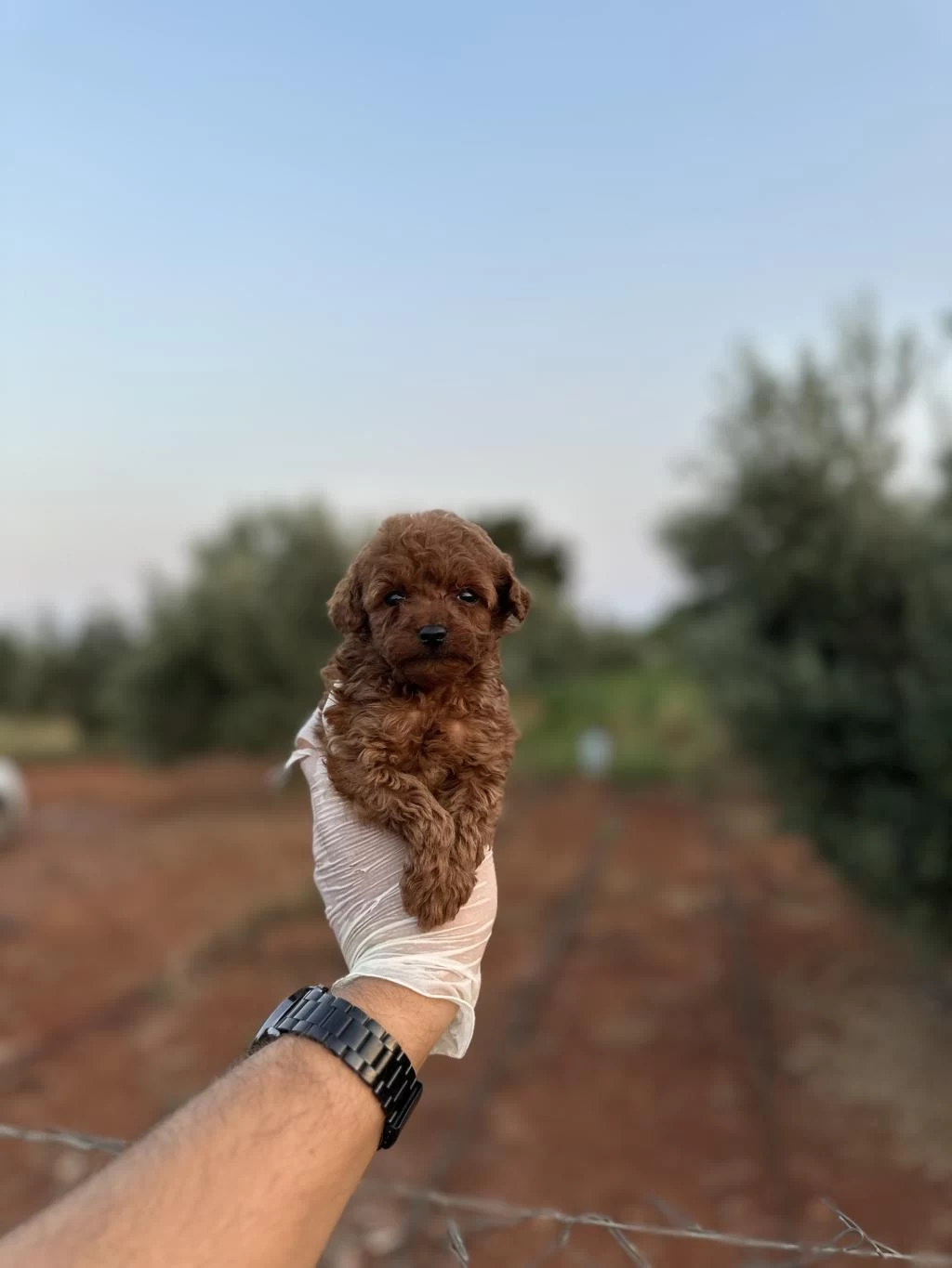 Renk Renk Çeşit Çeşit Toy Poodle Yavrularımız