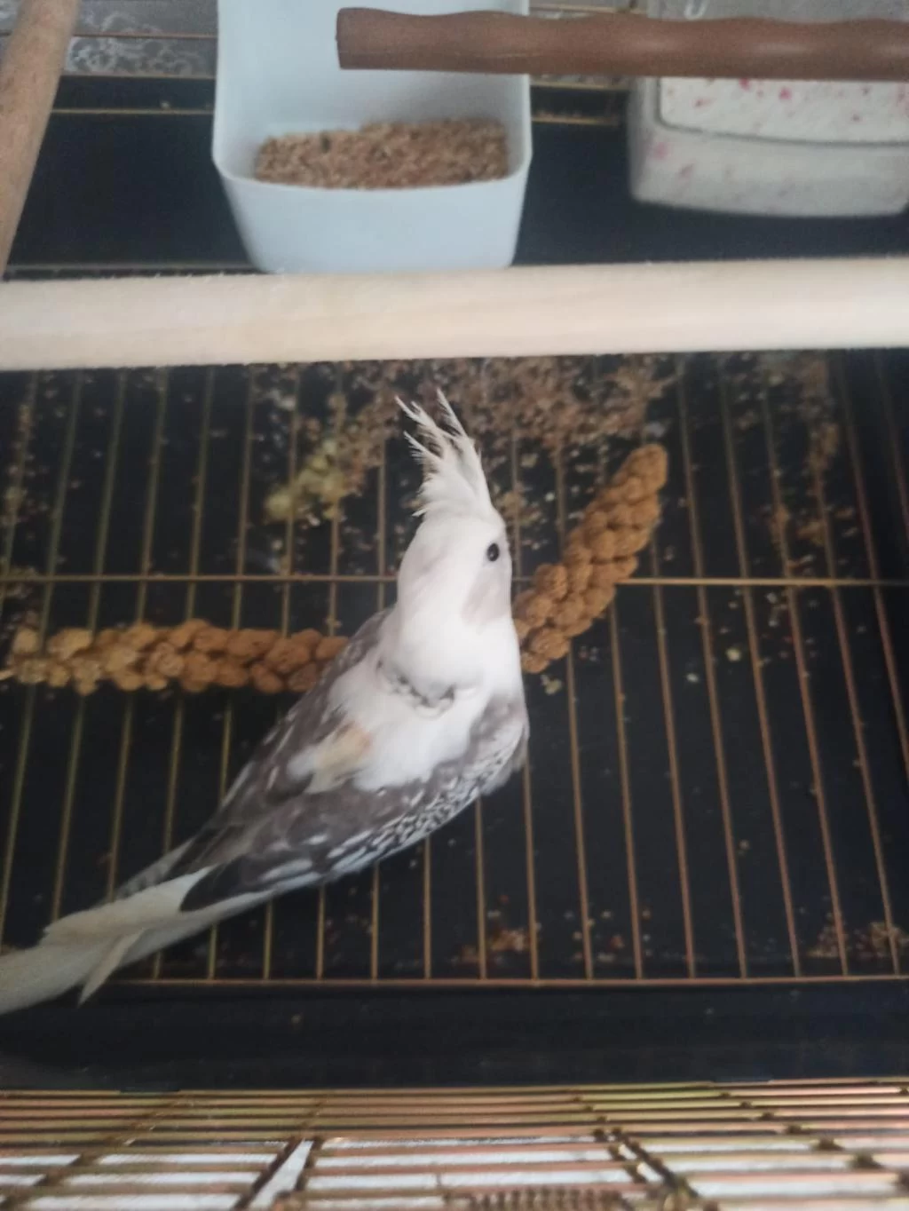 Acil Satılık Sultan Papağanı Yavru Bebek
