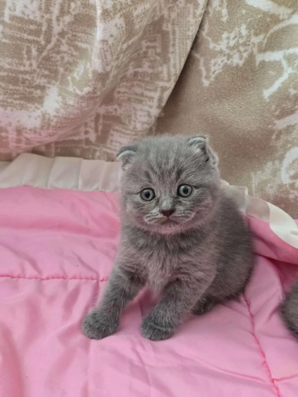 Scottish Fold Gri Yavrular
