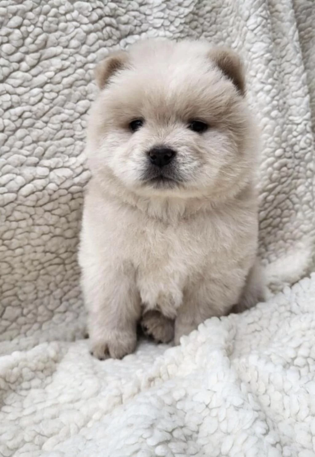 Çin Aslani Köpeğimiz İçin Ulaşin