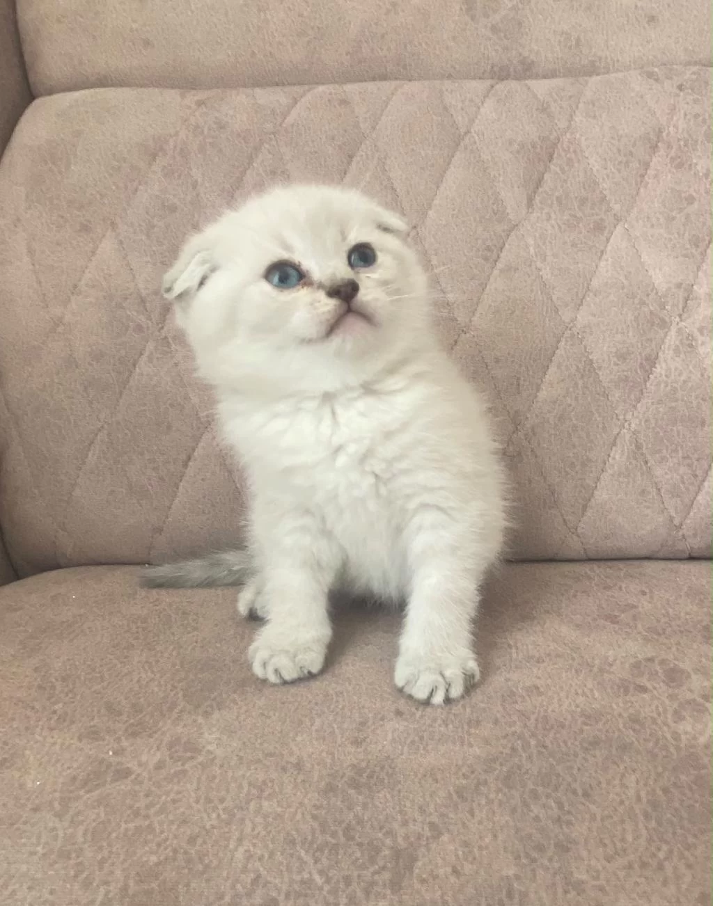 Silver Scottish Fold Bebeğim