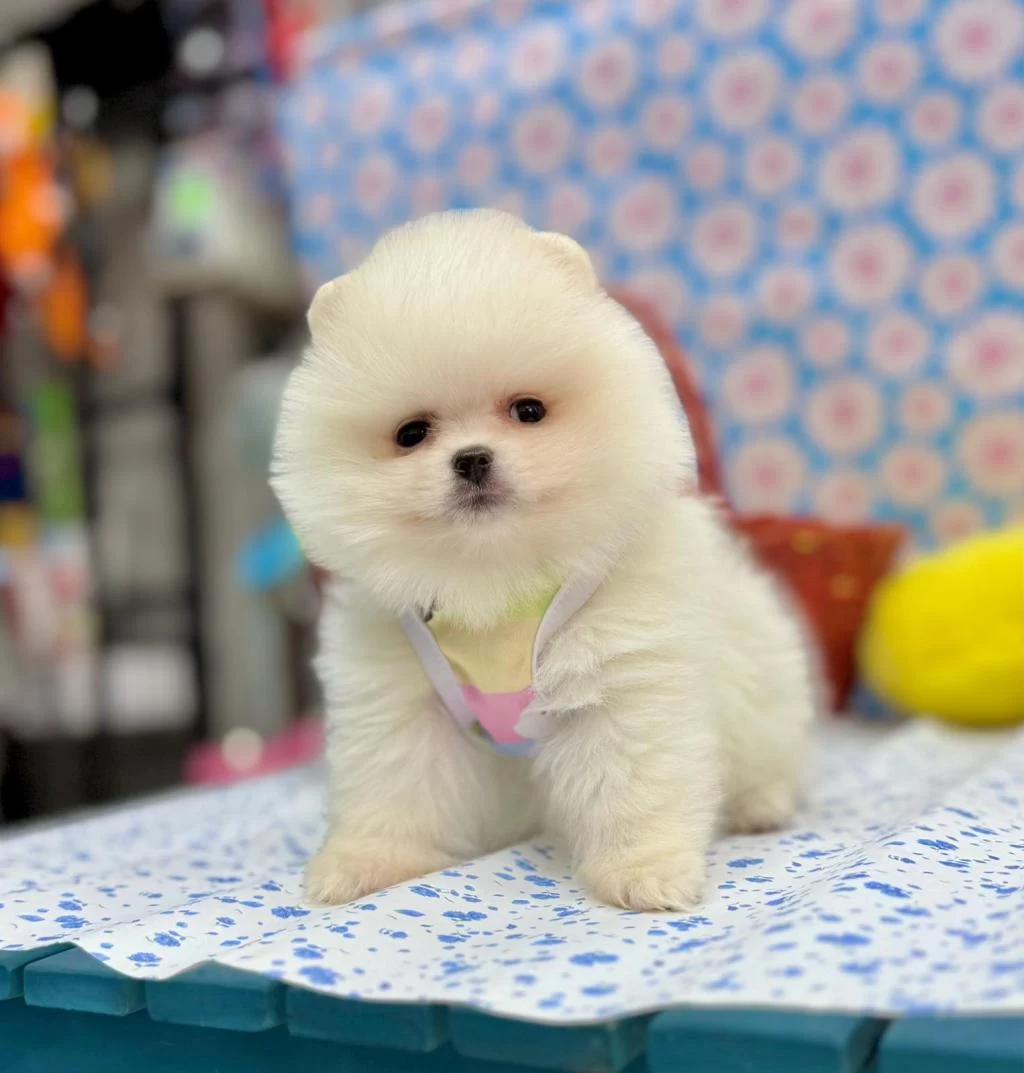 Safkan Pomeranian Boo Yavrularımız