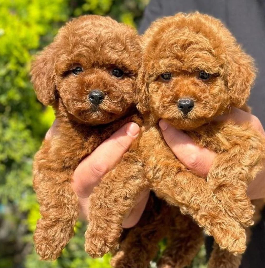 Safkan Toy Poodle Bebekler