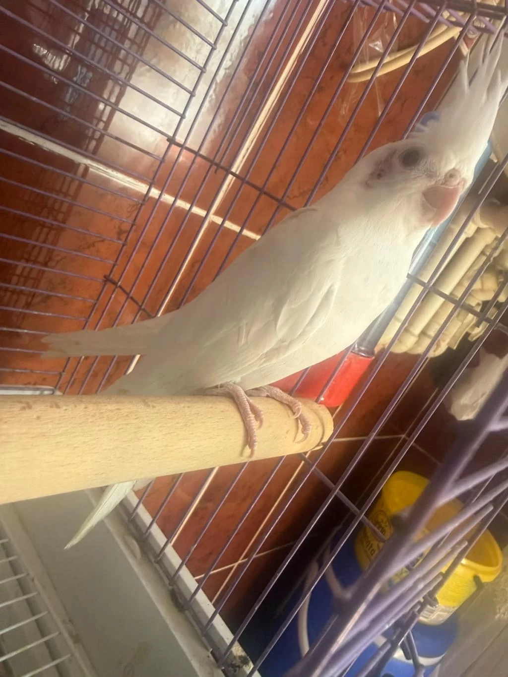 Albino Sultan Papağanı Yavru