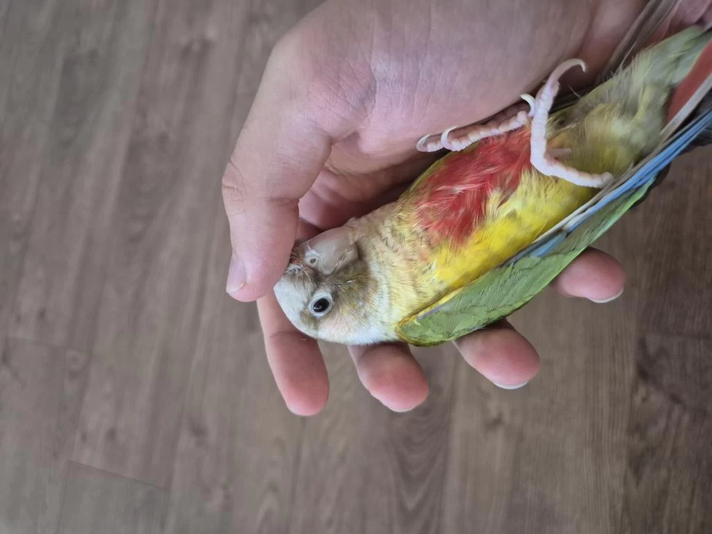 Bebek Konur Papağanı 4-5 Aylık Elcik