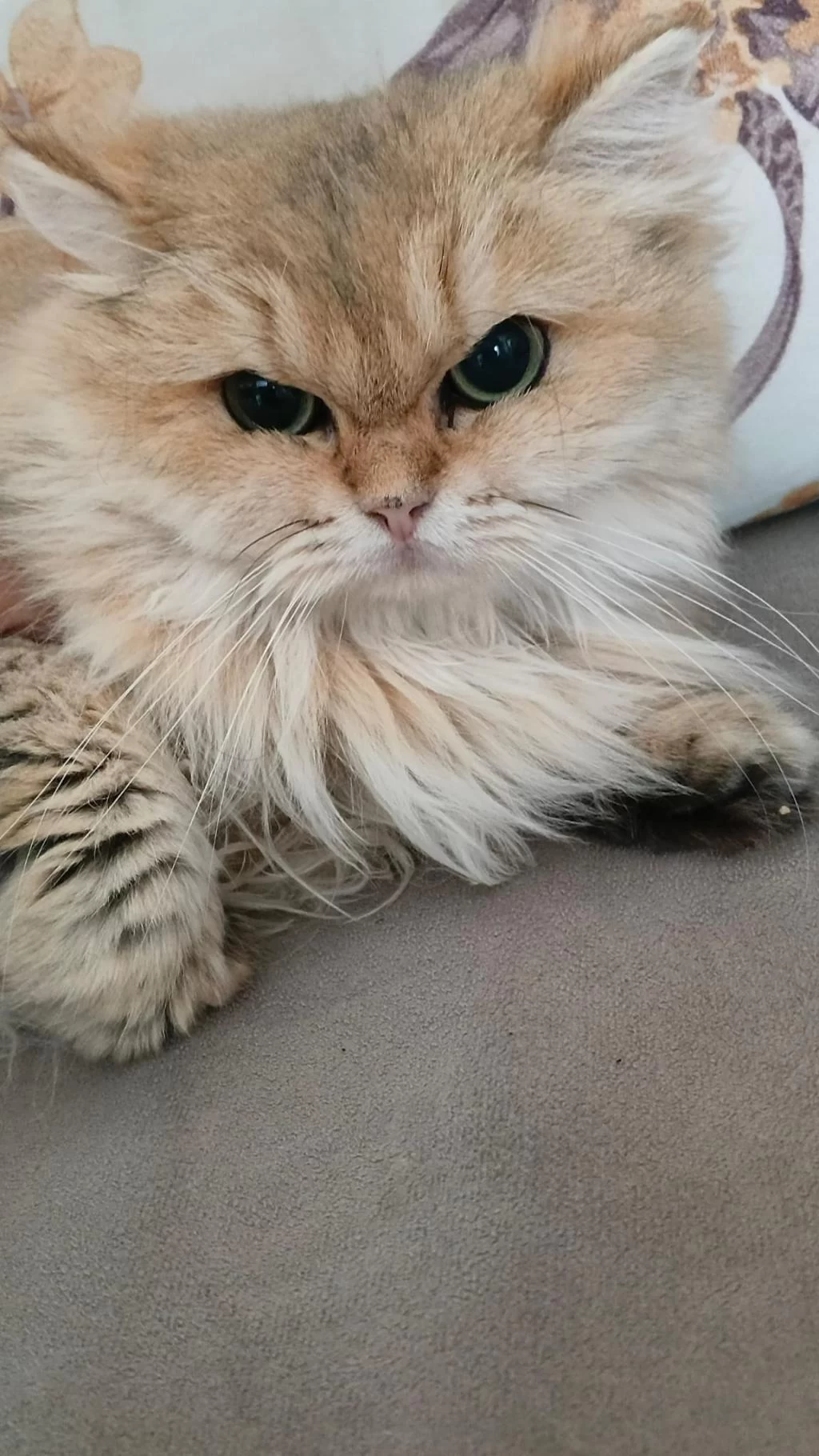 Harika Tatlı Kediler