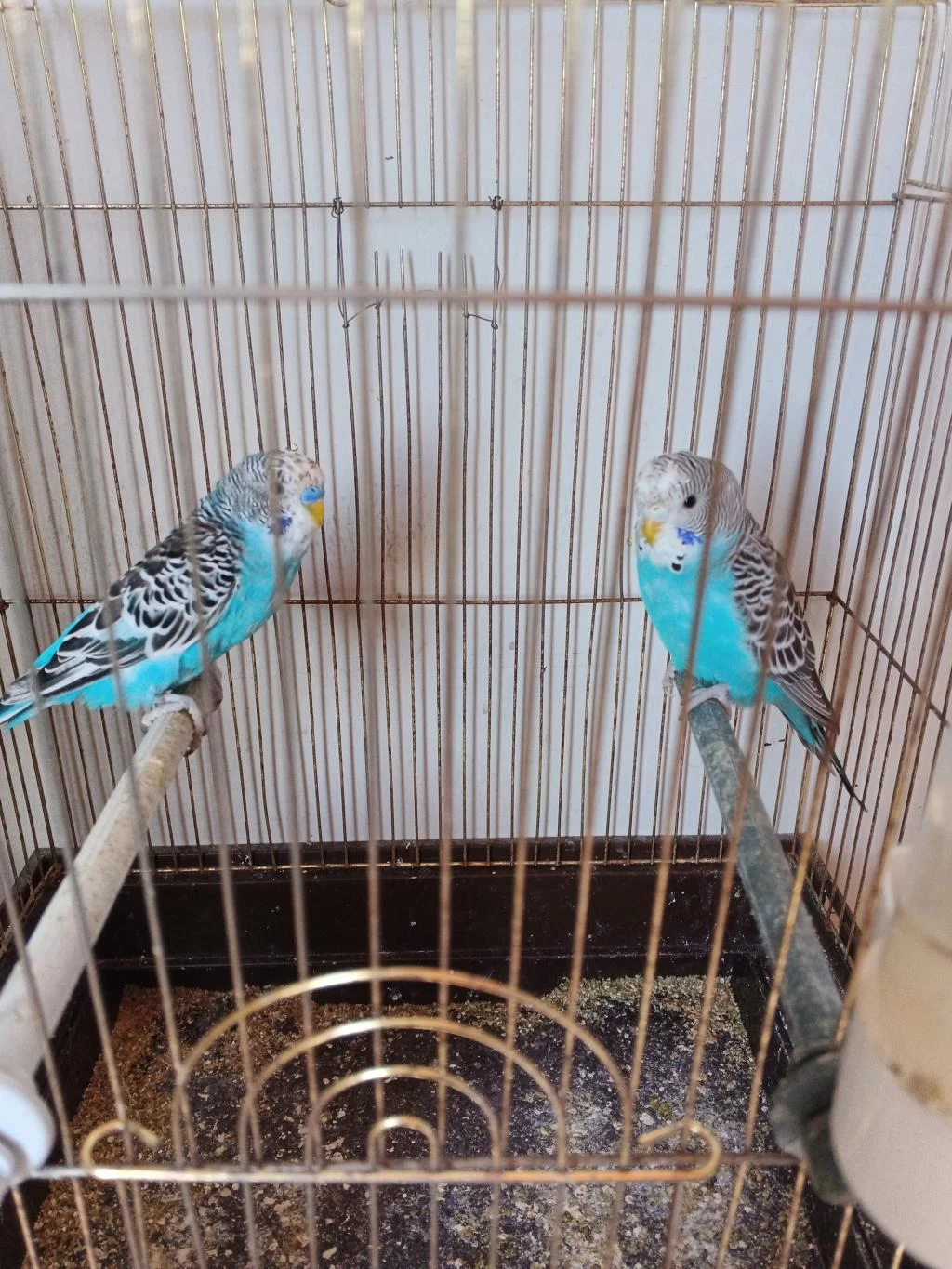 2 Tane Erkek Yavru Muhabbet Kuşu