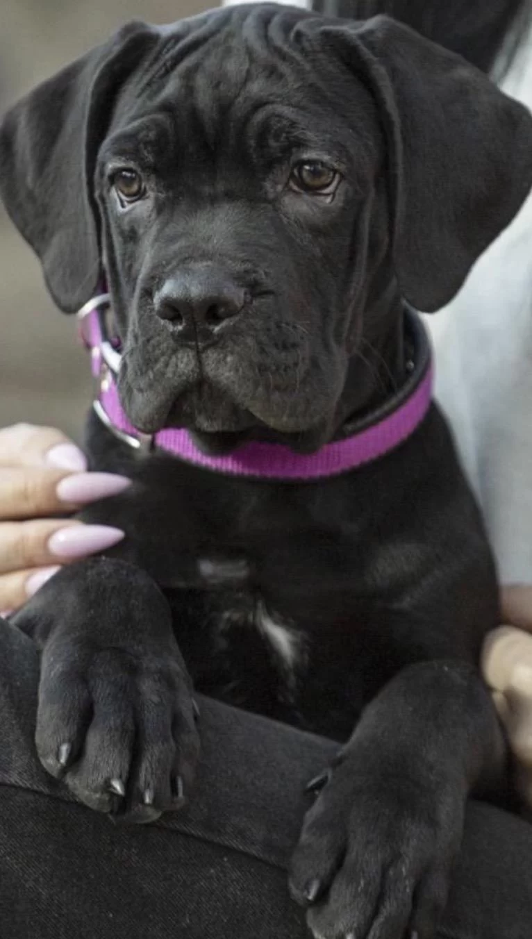 Cane Corso Köpeğimiz