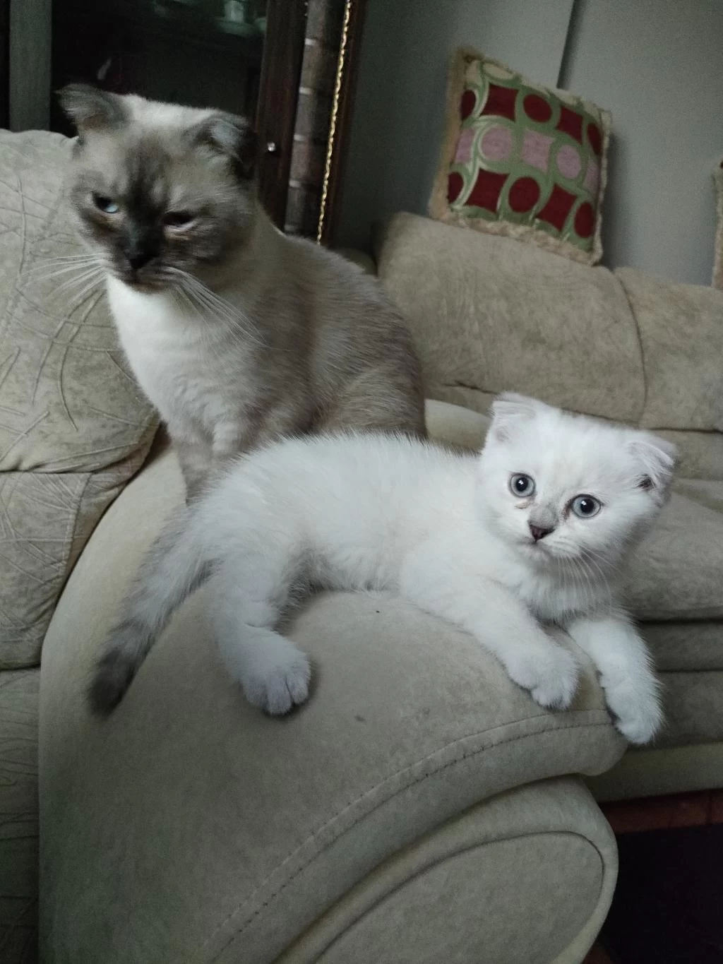 Scottish Fold Blue Point