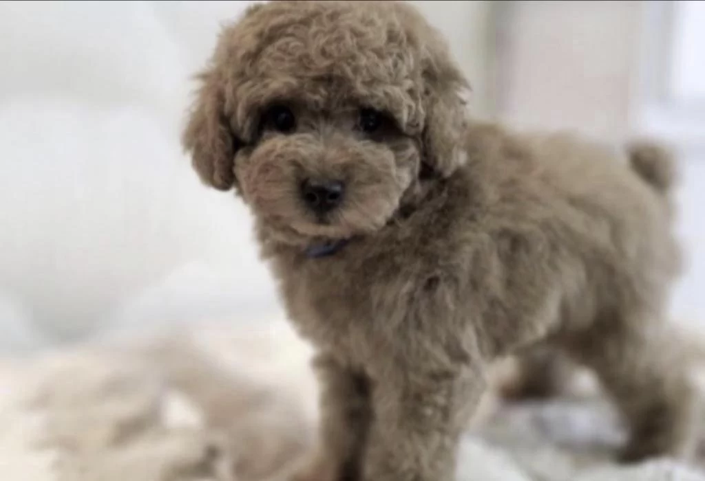 Sağlıklı Toy Poodle Köpeği