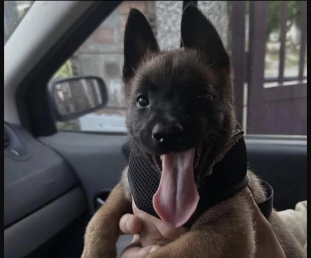 Belçika Kurdu Köpeği